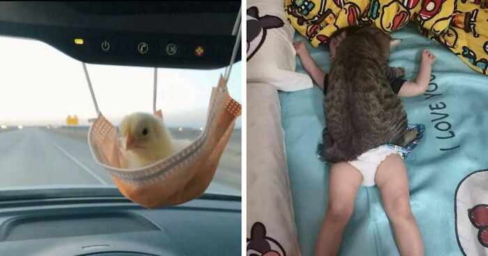 50 “Important Animal Images” To Put A Smile On Your Face (New Pics)