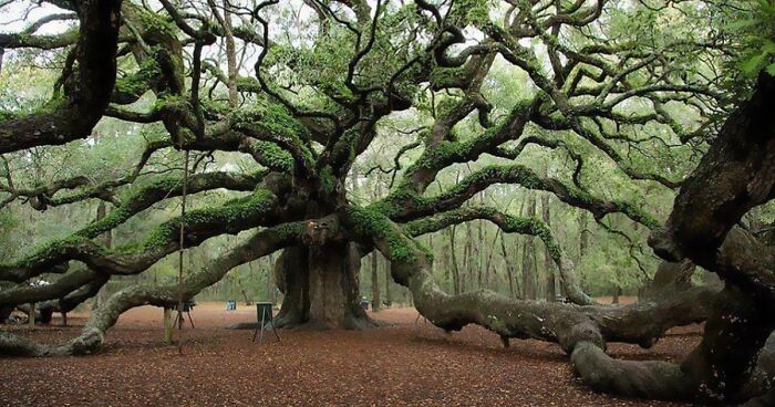 In This Online Group, People Share Examples Of Botanical Wonders And It’s Soul-Refreshing (50 Pics)