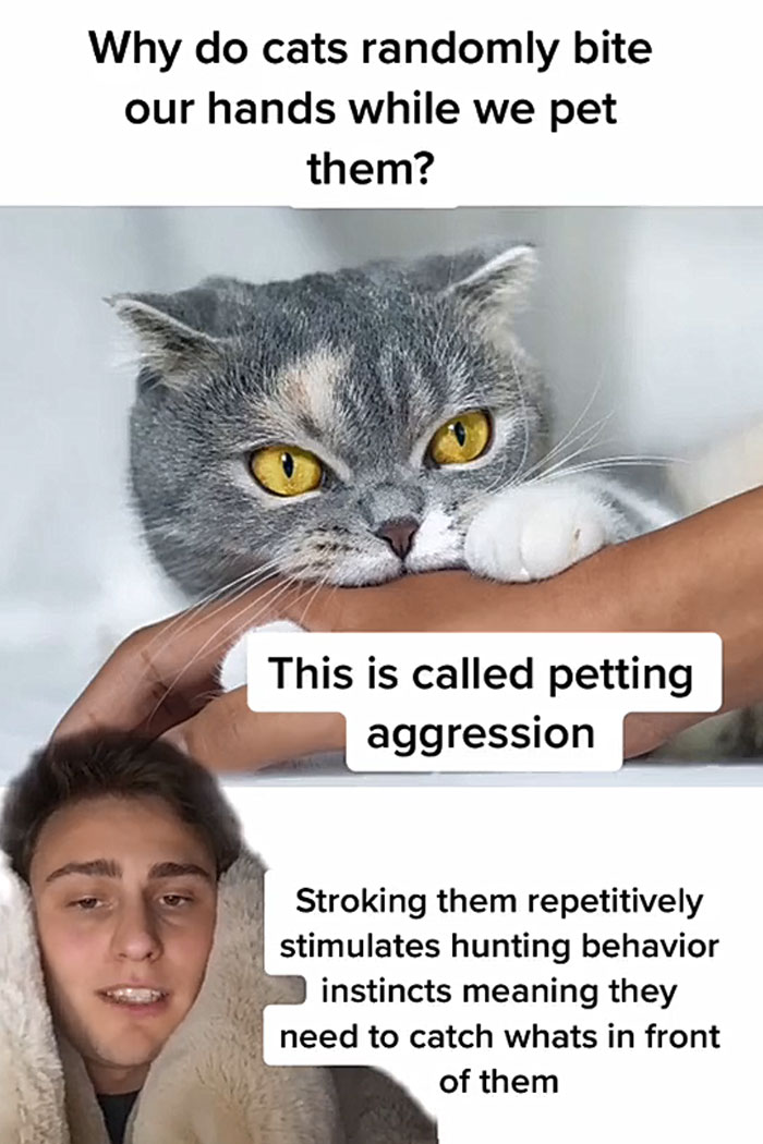 Guy Promises To Give Cat Facts You Didn't Know, Delivers 22 Interesting Ones Guy Promises To Give Cat Facts You Didn't Know, Delivers 22 Interesting Ones