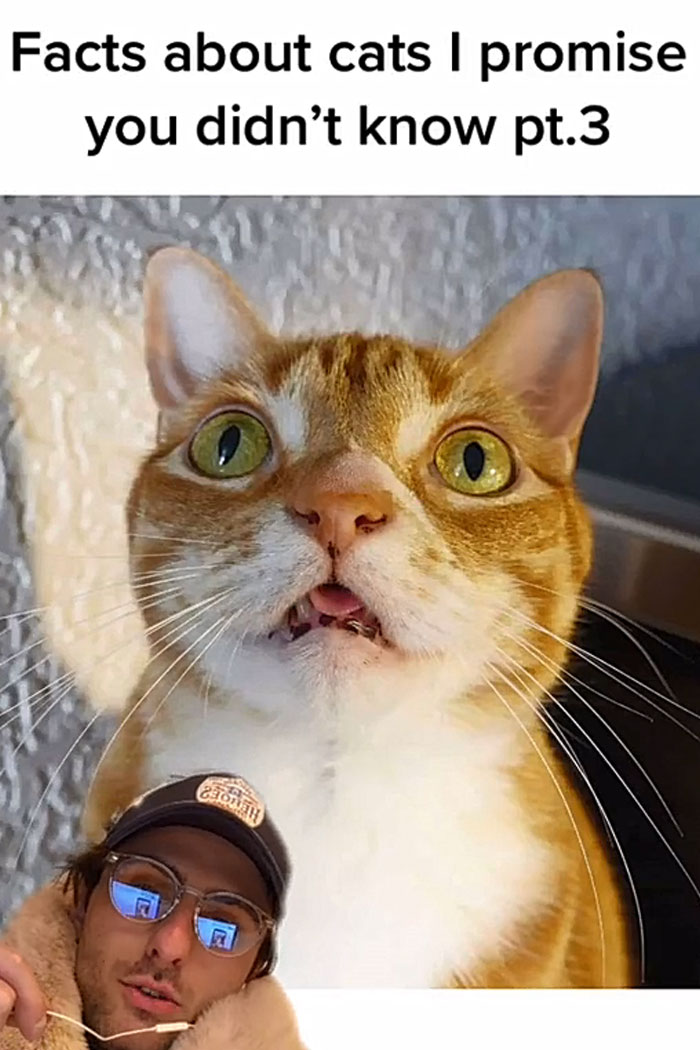 Guy Promises To Give Cat Facts You Didn't Know, Delivers 22 Interesting Ones Guy Promises To Give Cat Facts You Didn't Know, Delivers 22 Interesting Ones