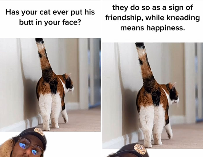 Guy Promises To Give Cat Facts You Didn't Know, Delivers 22 Interesting Ones