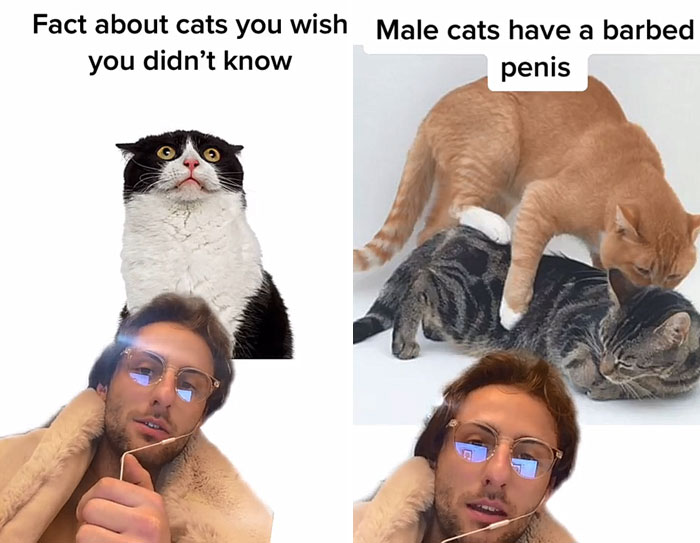 Guy Promises To Give Cat Facts You Didn't Know, Delivers 22 Interesting Ones Guy Promises To Give Cat Facts You Didn't Know, Delivers 22 Interesting Ones