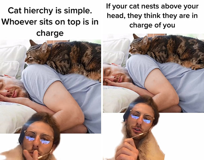 Guy Promises To Give Cat Facts You Didn't Know, Delivers 22 Interesting Ones