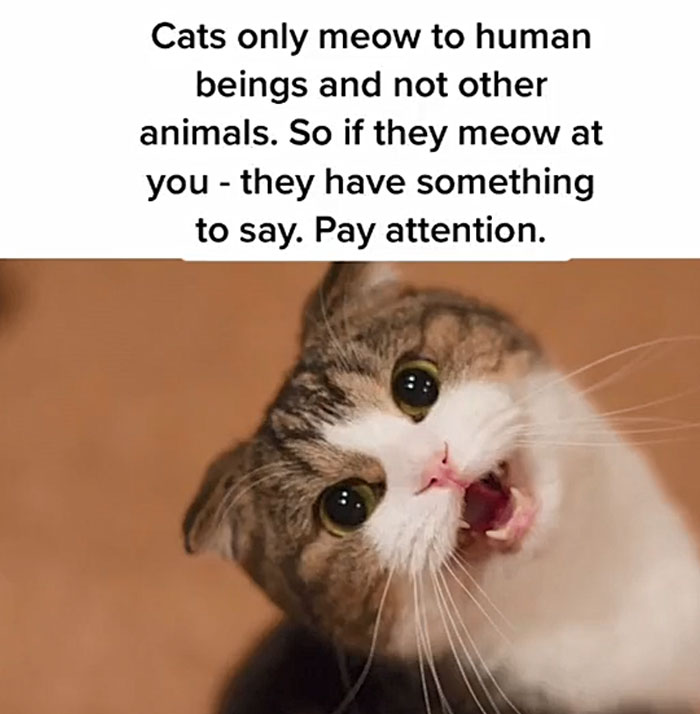 Guy Promises To Give Cat Facts You Didn't Know, Delivers 22 Interesting Ones