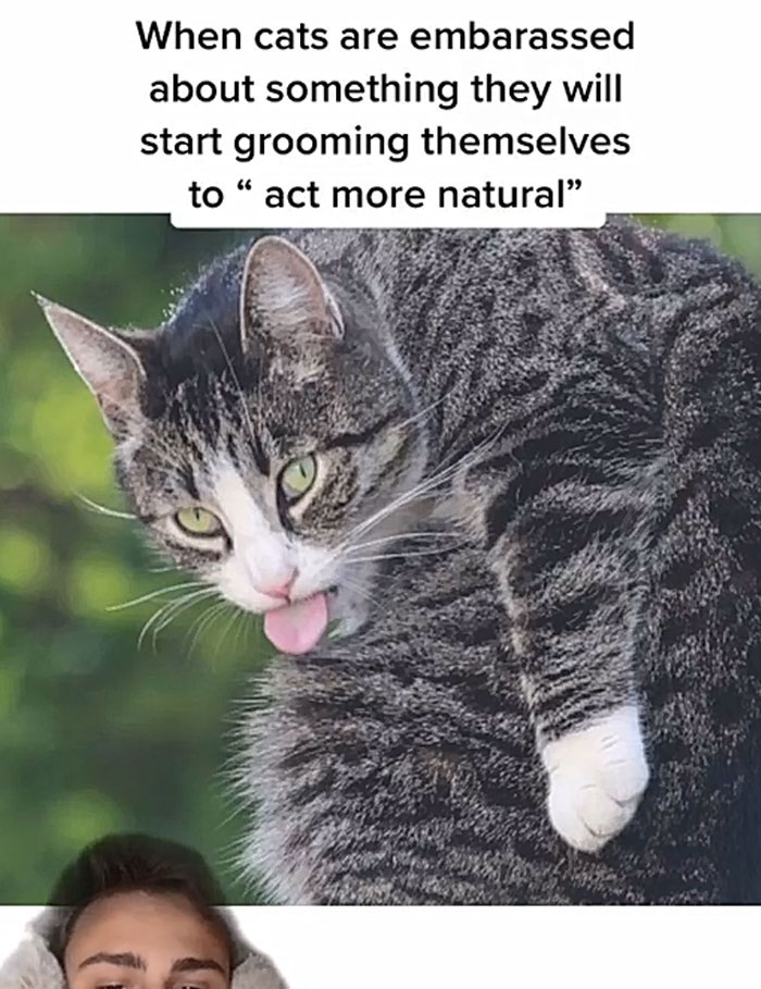 Guy Promises To Give Cat Facts You Didn't Know, Delivers 22 Interesting Ones Guy Promises To Give Cat Facts You Didn't Know, Delivers 22 Interesting Ones