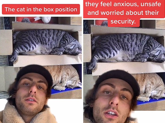 Guy Promises To Give Cat Facts You Didn't Know, Delivers 22 Interesting Ones