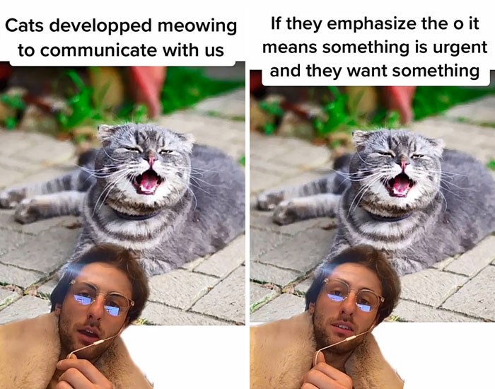 Guy Promises To Give Cat Facts You Didn't Know, Delivers 22 Interesting Ones Guy Promises To Give Cat Facts You Didn't Know, Delivers 22 Interesting Ones