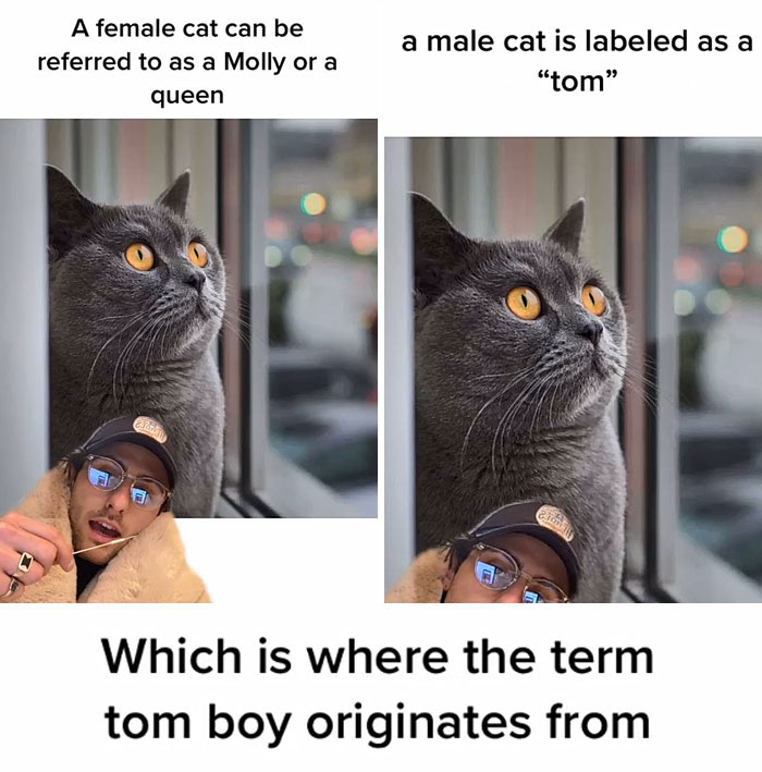 Guy Promises To Give Cat Facts You Didn't Know, Delivers 22 Interesting Ones Guy Promises To Give Cat Facts You Didn't Know, Delivers 22 Interesting Ones