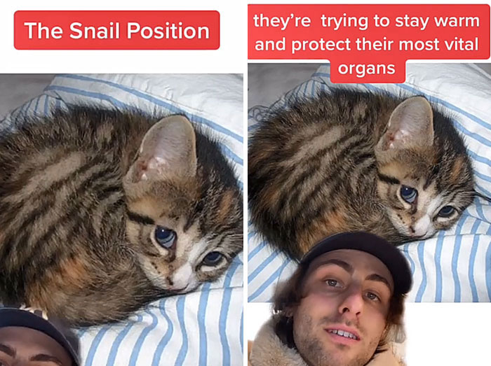 Guy Promises To Give Cat Facts You Didn't Know, Delivers 22 Interesting Ones