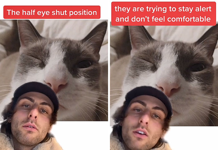 Guy Promises To Give Cat Facts You Didn't Know, Delivers 22 Interesting Ones