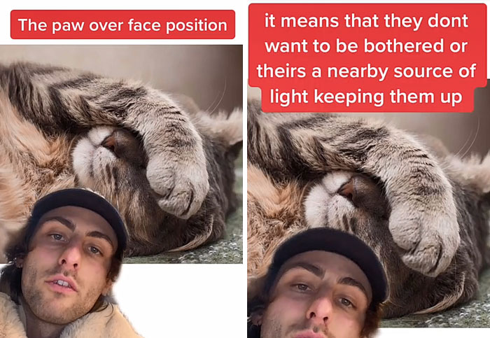 Guy Promises To Give Cat Facts You Didn't Know, Delivers 22 Interesting Ones Guy Promises To Give Cat Facts You Didn't Know, Delivers 22 Interesting Ones