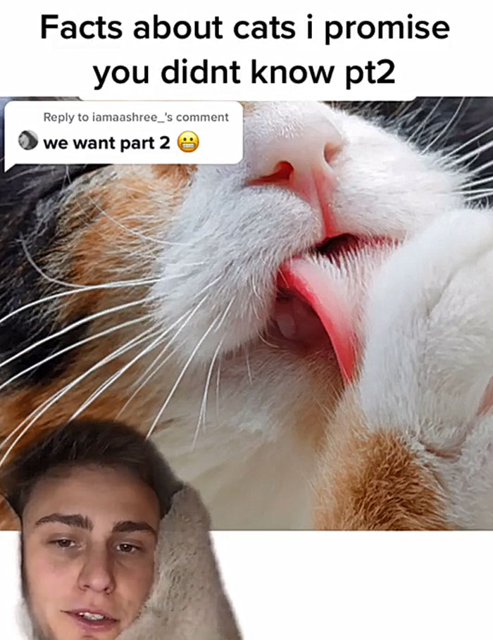Guy Promises To Give Cat Facts You Didn't Know, Delivers 22 Interesting Ones