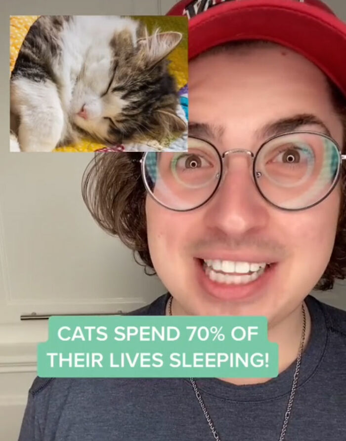 10 Amazing Cat Facts