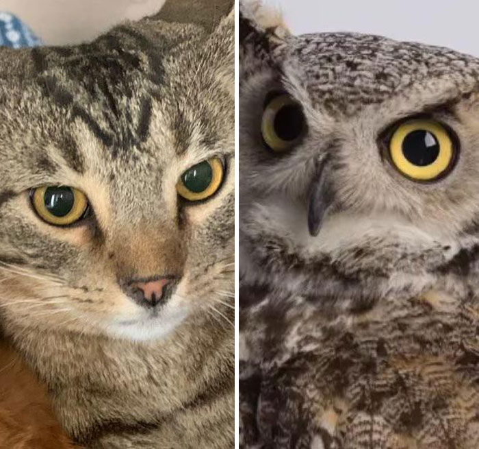 My Cat Looks Kinda Like An Owl