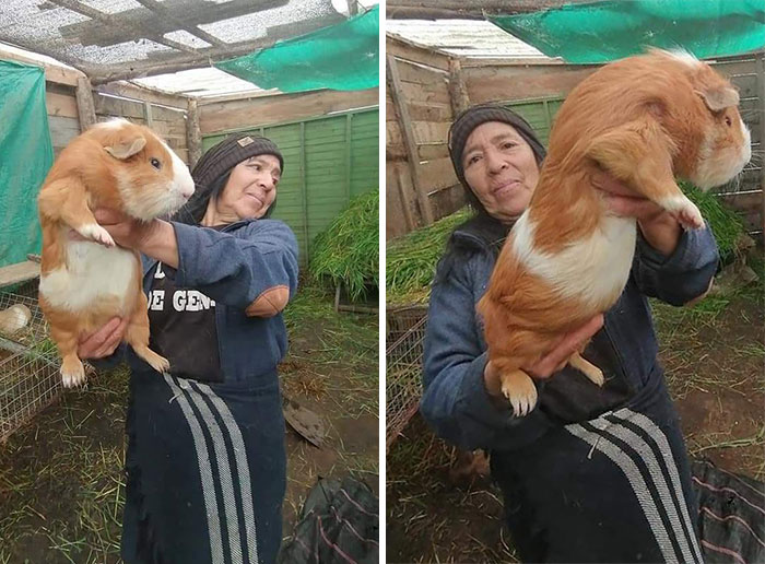 This Guinea Pig Is An Absolute Unit Compared To A Human