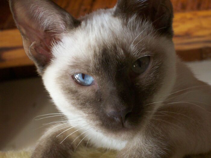 Lucy, A Natural Born Diva