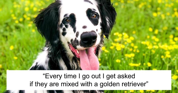 Adorable Pupper Goes Viral On TikTok Because He Looks Like A Mix Between A Dalmatian And A Golden RetrieverAdorable Pupper Goes Viral On TikTok Because He Looks Like A Mix Between A Dalmatian And A Golden Retriever