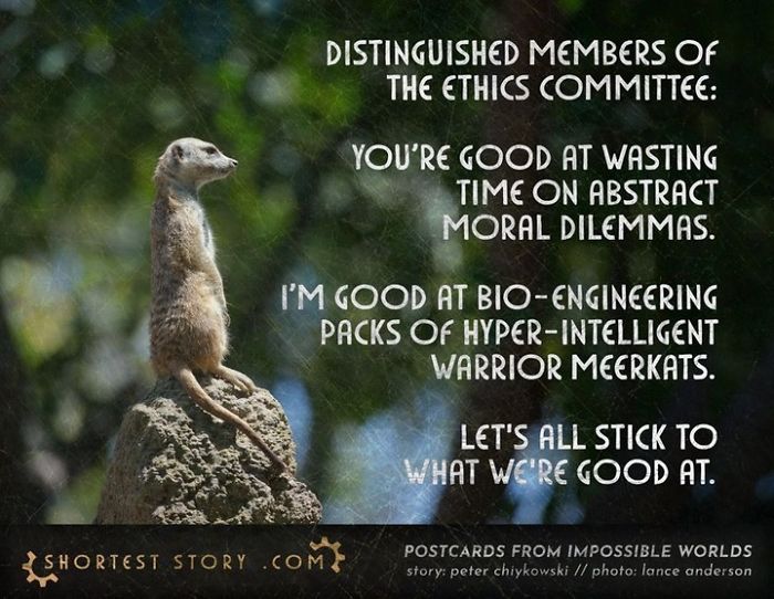 Meerkat Warriors