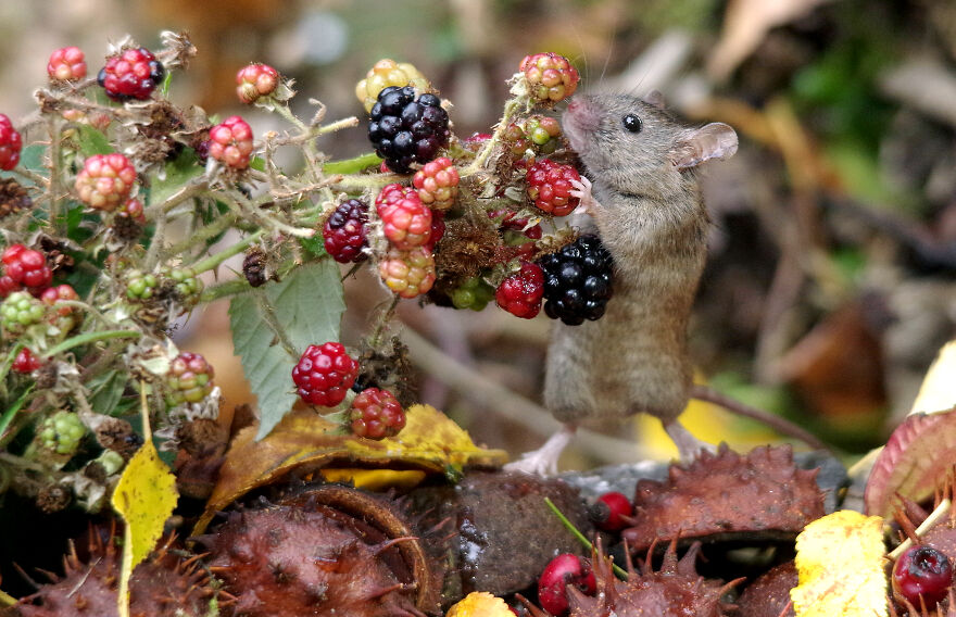 I Photographed The Mouse By The Brambles I Photographed The Mouse By The Brambles
