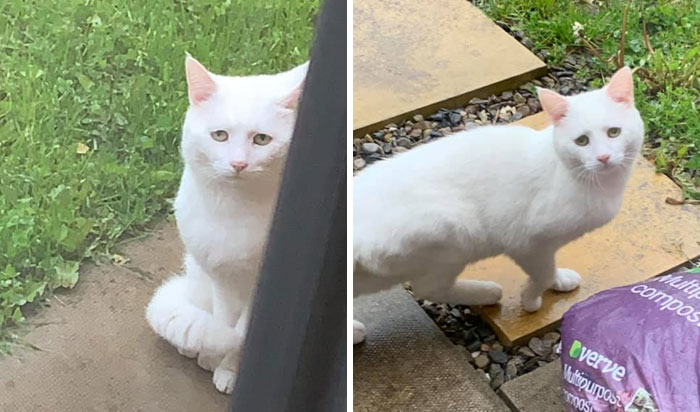 Moved Mid March And My 2 Cats Moved With Me Of Course