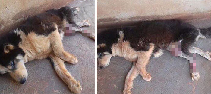 Owners Exploited This Husky Until She Could No Longer Walk And Produce Puppies - This Woman Gave Her A Second Chance In Life