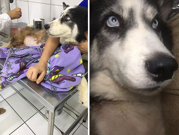 Owners Exploited This Husky Until She Could No Longer Walk And Produce Puppies - This Woman Gave Her A Second Chance In Life Owners Exploited This Husky Until She Could No Longer Walk And Produce Puppies - This Woman Gave Her A Second Chance In Life
