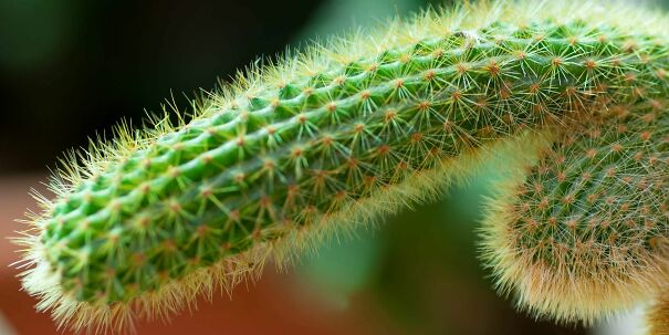 penis-cactus-peen-1493396522-6093ba41a254a.jpg