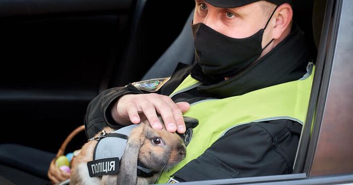 This Police Rabbit Joined The Ukrainian Police Force For A Day