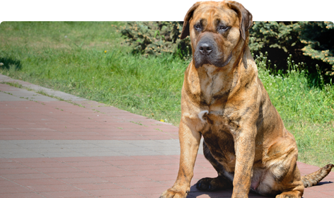 presa-canario-609408674d198.png