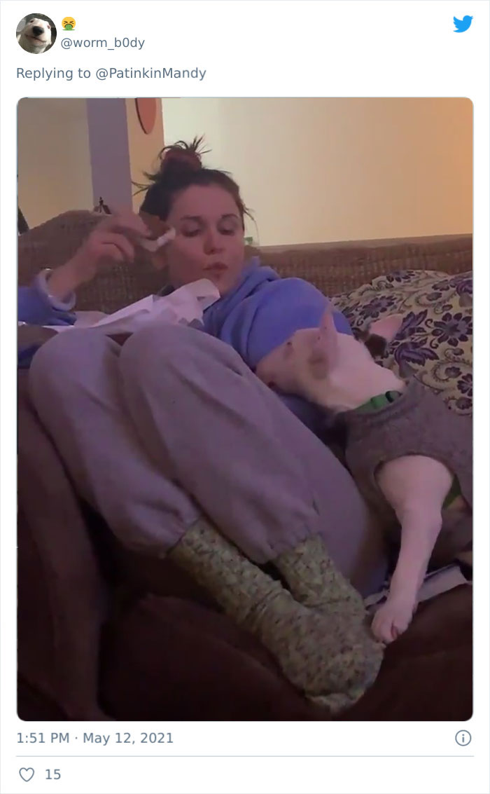 Puppy-Eyes-Begging-For-Food