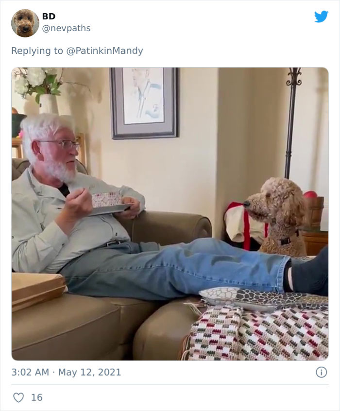 Puppy-Eyes-Begging-For-Food