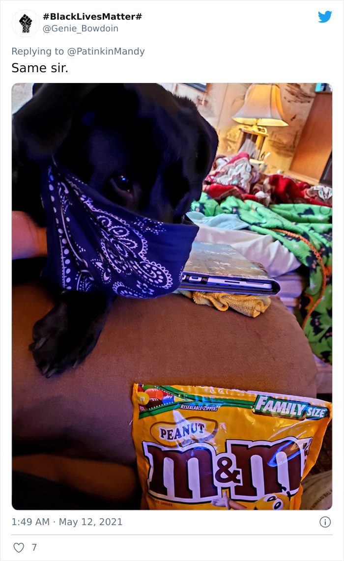 Puppy-Eyes-Begging-For-Food