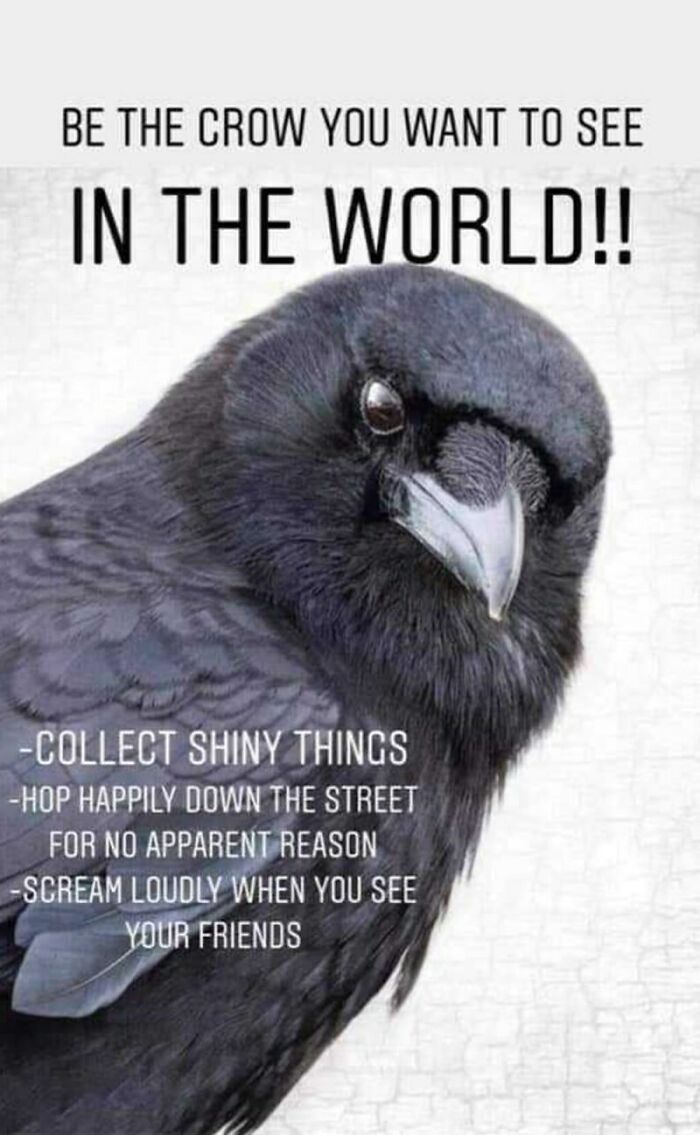 This Is How I Live Now. It's Great To Be A Crow.