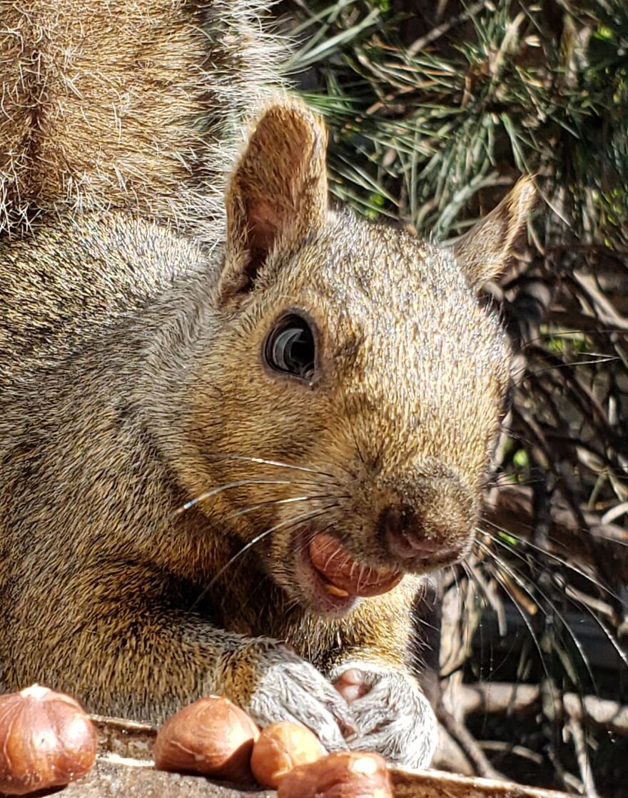 My Buddy Who Comes To The 3rd Story Window For A Treat Every Day