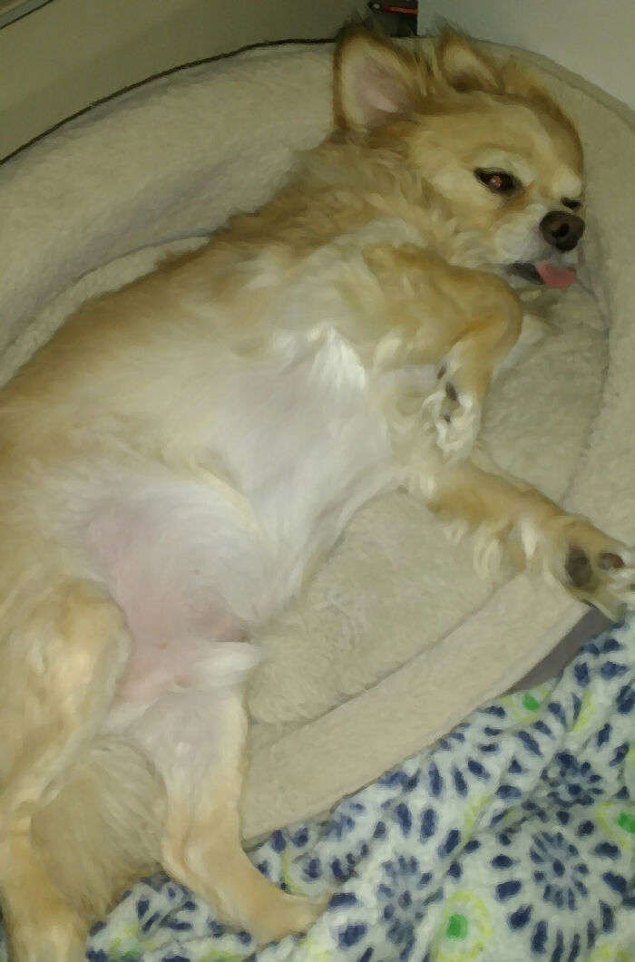 Tiki, Now At The Bridge, Always Looked Like He Had One Too Many.