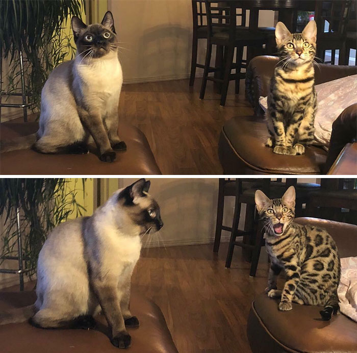 The Goobers Being Photogenic