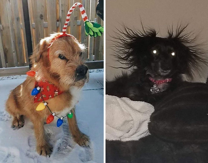 50 Fotos de perros nada favorecidos para el desafío #UnflatteringDogPhotoChallenge