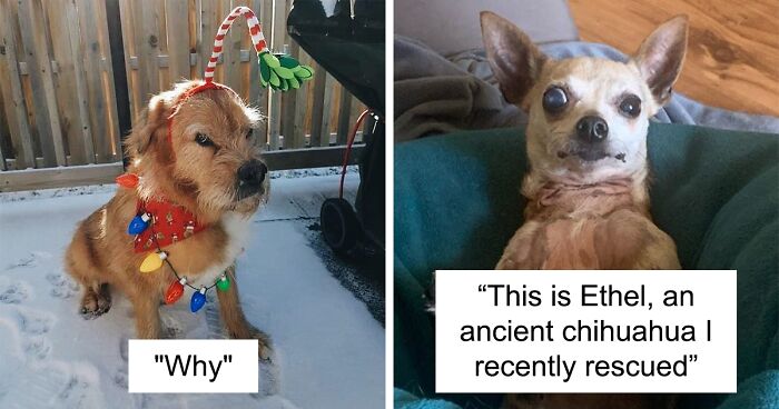 50 Moments Of Dogs Malfunctioning And Their Humans Failing To Resist The Urge To Document It For The #UnflatteringDogPhotoChallenge (New Pics)