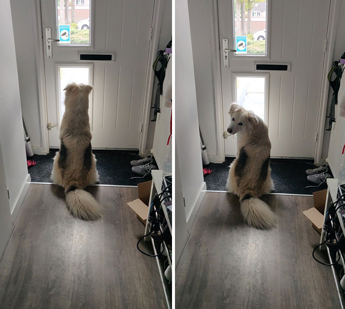 I Told My Dog My Father Would Come Over To Visit In A While. My Dog Adores My Father And Patiently Waited Till He Was There
