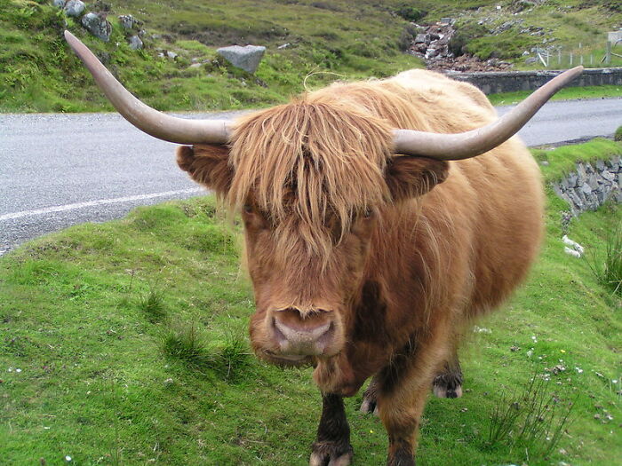 Highland cow with long horns standing near a roadside illustrating weird laws from around the world concept.