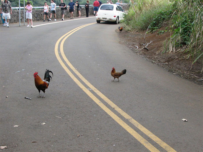 Roosters crossing a road with people and a car in the background illustrating weird laws from around the world.