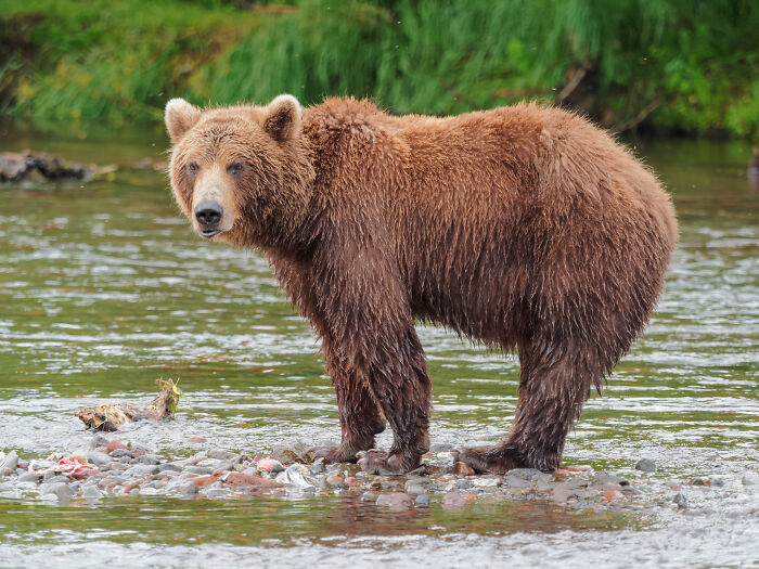 Brown bear standing on river rocks surrounded by water, illustrating weird laws from around the world.