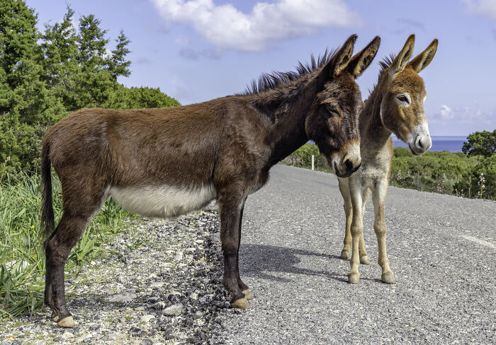 Two donkeys standing on a road in a rural area illustrating weird laws from around the world.