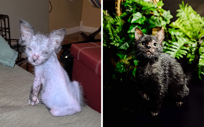 Los dueños de esta gatita pensaban que estaba enferma, pero descubrieron que Gracie en realidad era una gata-lobo