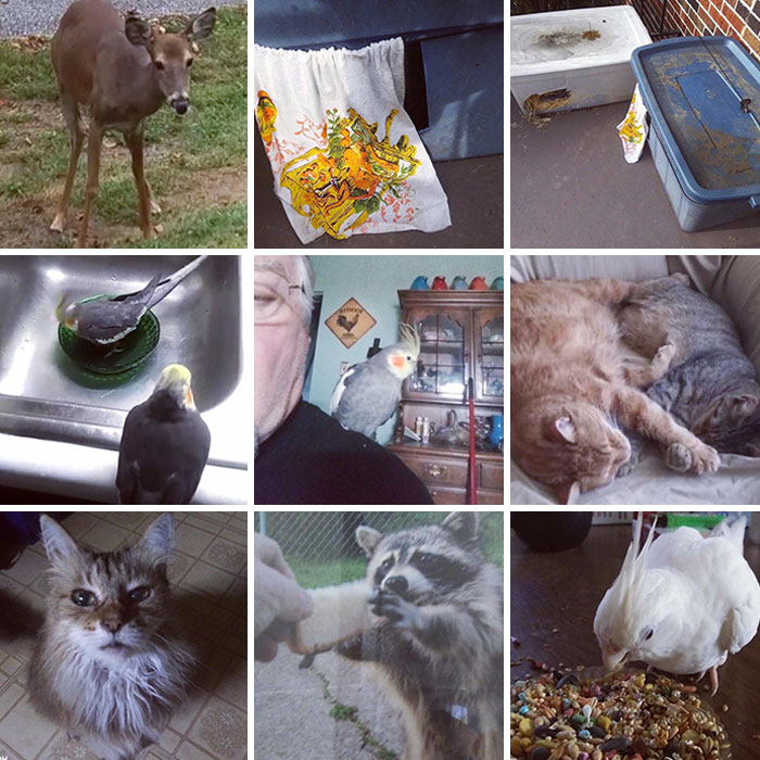 My Grandfather Takes In And Takes Care Of All His Neighborhood Animals. Strays And Rescues Included