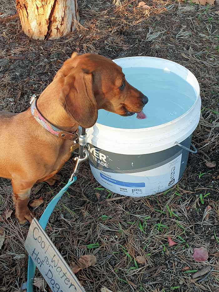 A Neighbor On Our Street In Australia Leaves Water Out For Dogs. Just So Happens We Have A Couple Of Hotdogs