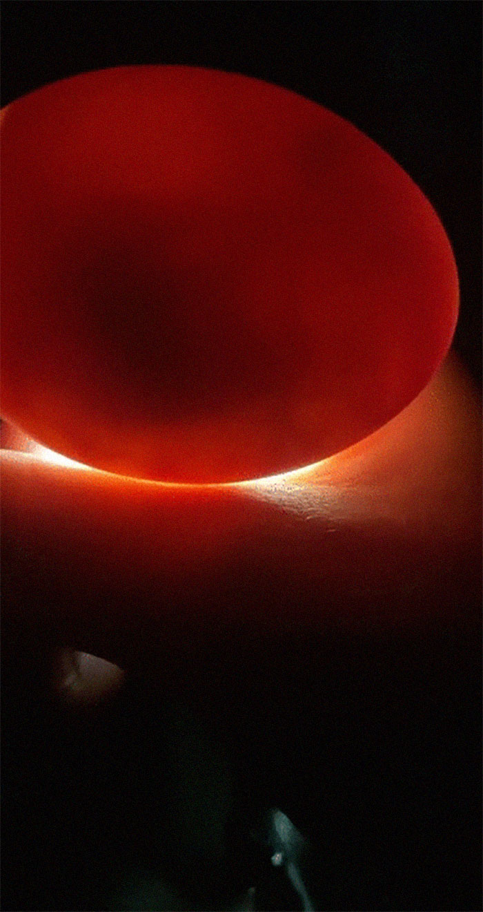 Woman Surprised After A TikTok Hack Worked And She Hatched A Duck From A Supermarket Egg Woman Surprised After A TikTok Hack Worked And She Hatched A Duck From A Supermarket Egg