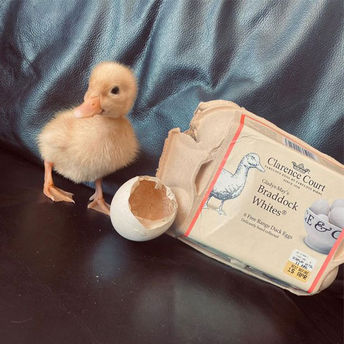 Woman Surprised After A TikTok Hack Worked And She Hatched A Duck From A Supermarket Egg