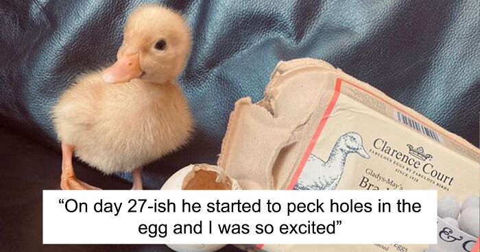 Woman Surprised After A TikTok Hack Worked And She Hatched A Duck From A Supermarket Egg
