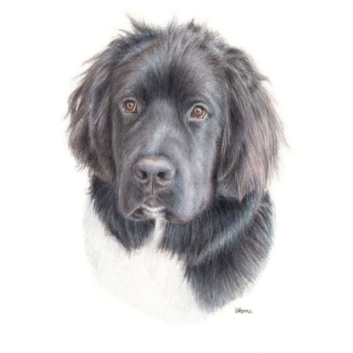 I Paint Watercolour Pet Portraits